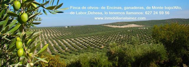 Terreno residencial en Venta en La Granjuela