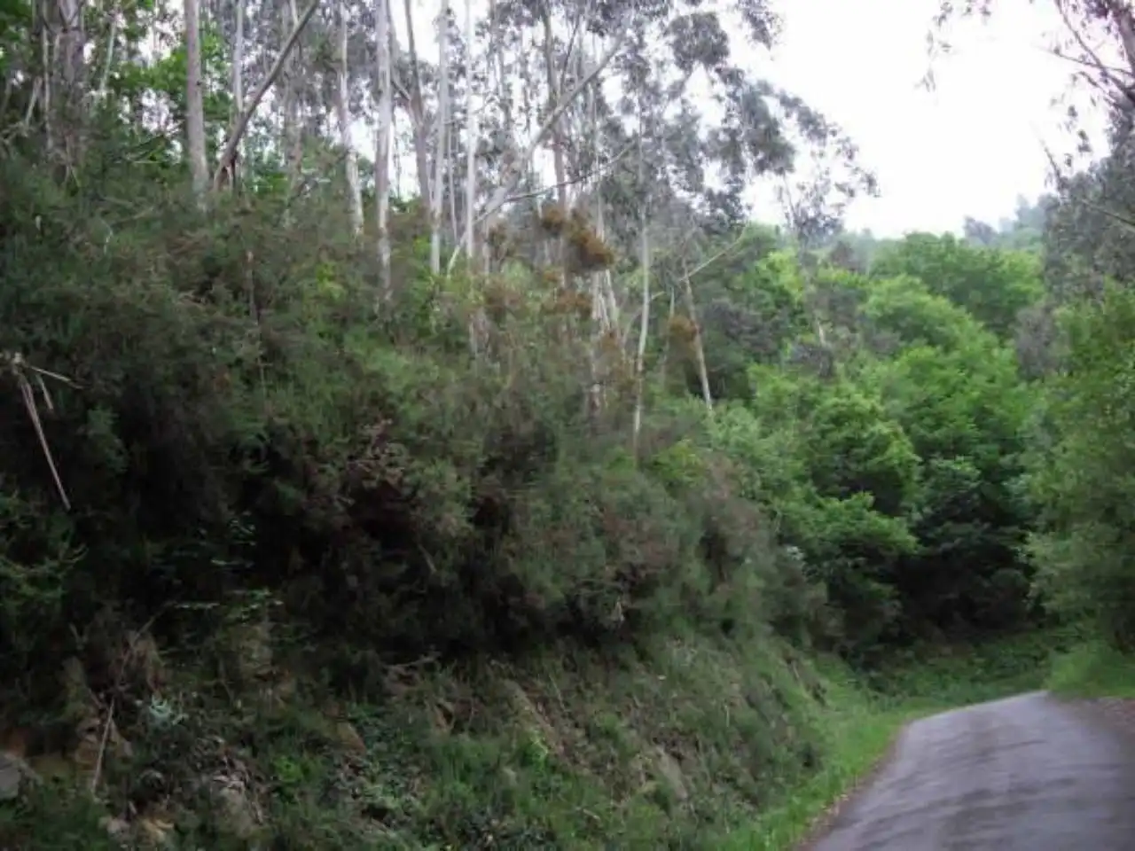 Terreny rústic en venda a Valdés - Luarca, imagen 11