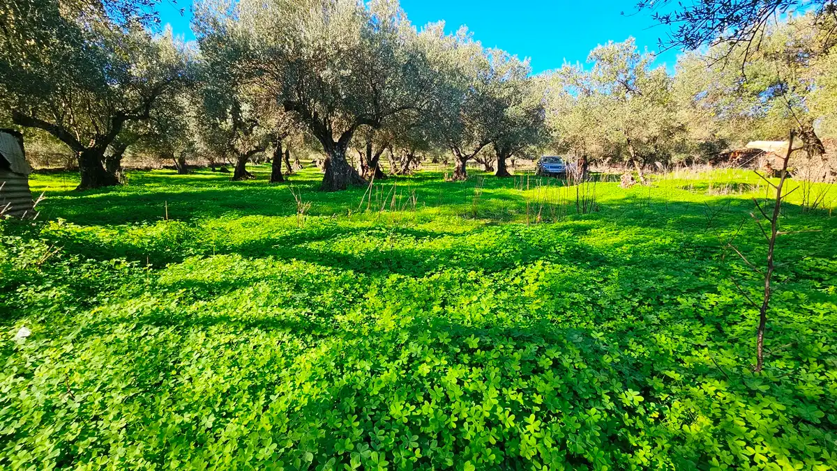 Terreno en venta en Higuera de la Sierra