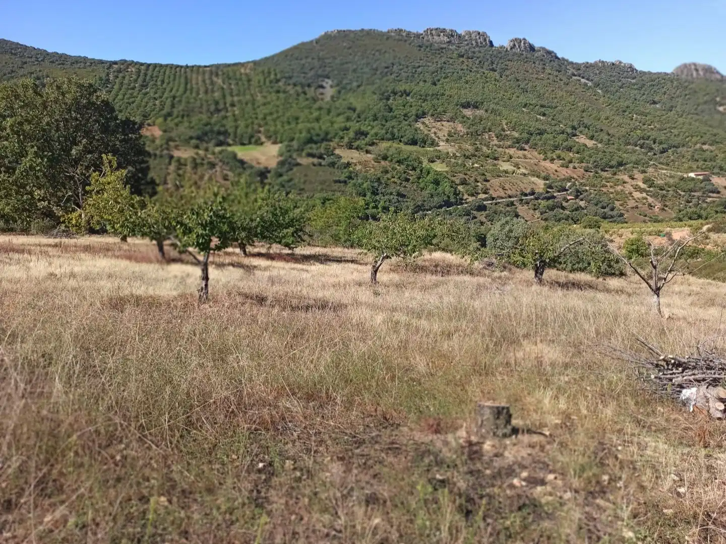 Land for sale in Navezuelas