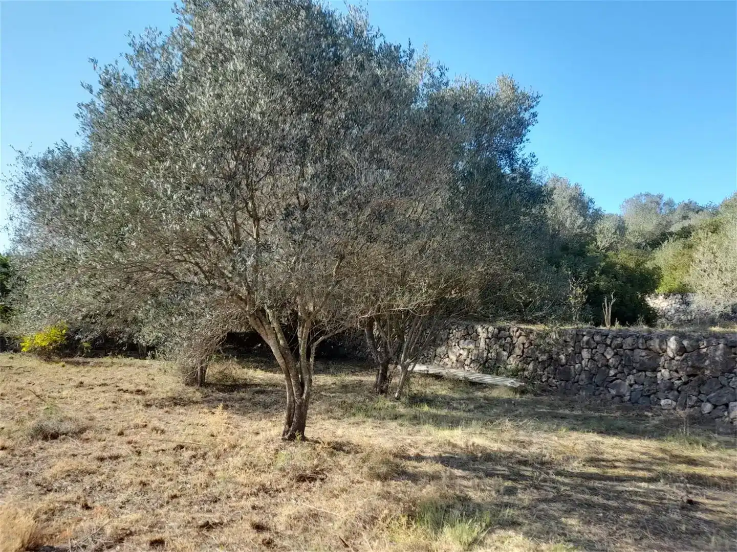 Finca rústica en venda en Llocnou de Sant Jeroni amb Jardí privat, Piscina i Moblat