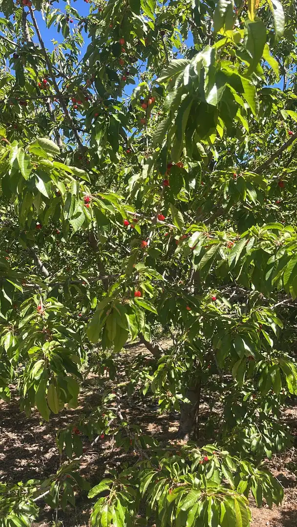 Terreni e lotti in vendita a Nigüelas, imagen 8