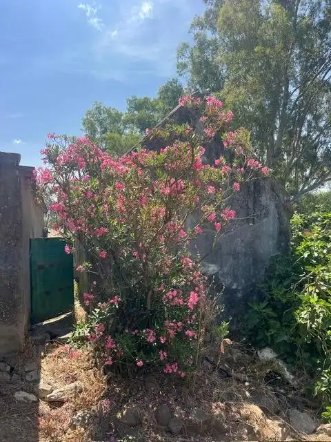 Jardí de Finca rústica en venda en Vejer de la Frontera amb Jardí privat