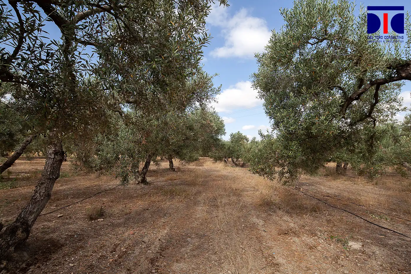 Finca rústica en venta en Carmona con Jardín privado, Terraza y Piscina