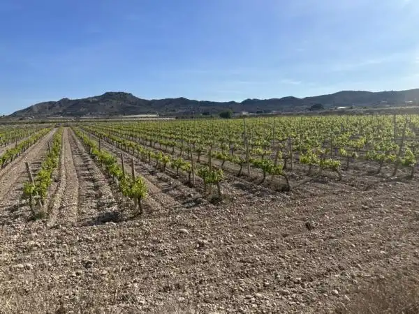 Rural land for sale in Novelda, imagen 4