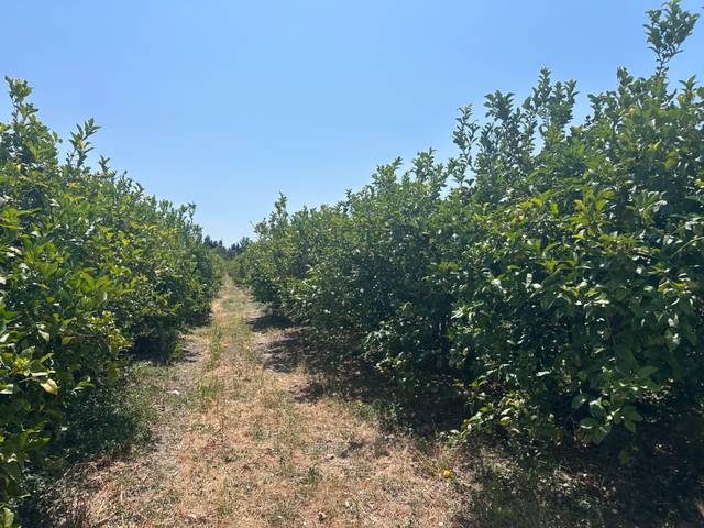 Terreno en Venta en Buenavista - Lauro Golf