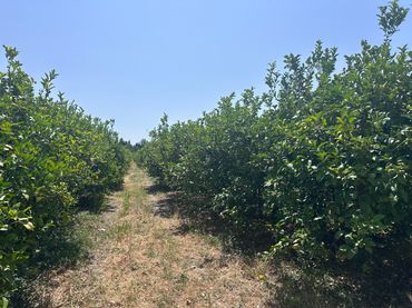 Rural land for sale in Buenavista - Lauro Golf