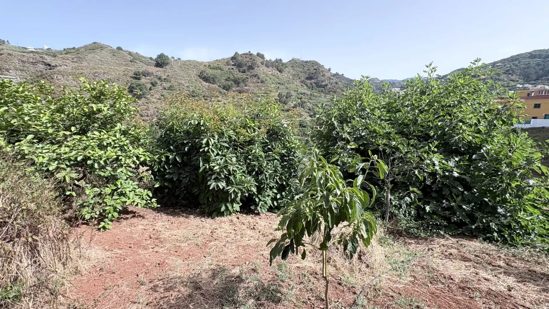 Maison mitoyenne avec jardin à vendre à Teror pueblo, imagen 20