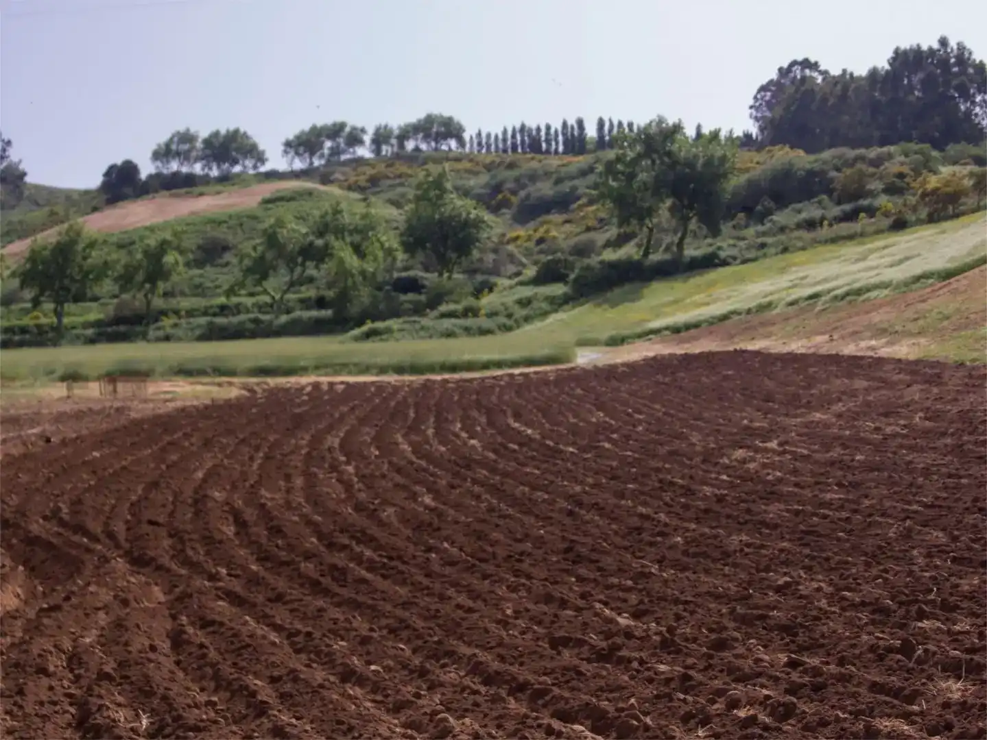 Finca rústica en venda en Moya (Las Palmas)