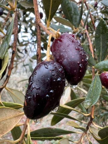 Terreno en Alquiler en Órgiva