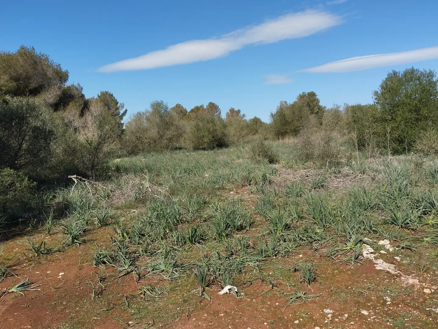 Terreno rustico in vendita a Son Gual-B 11