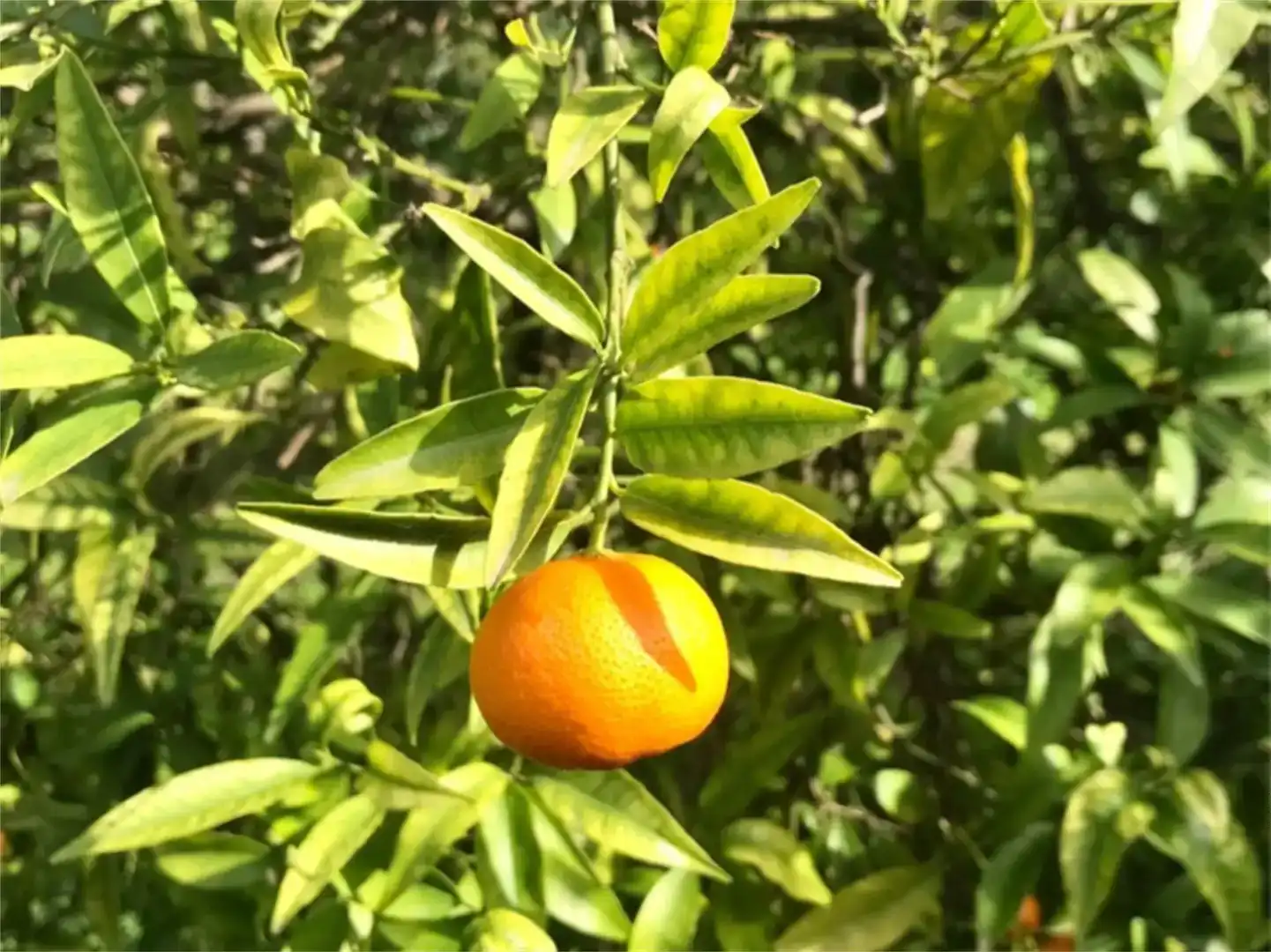 Jardí de Finca rústica en venda en Estepona amb Aire condicionat