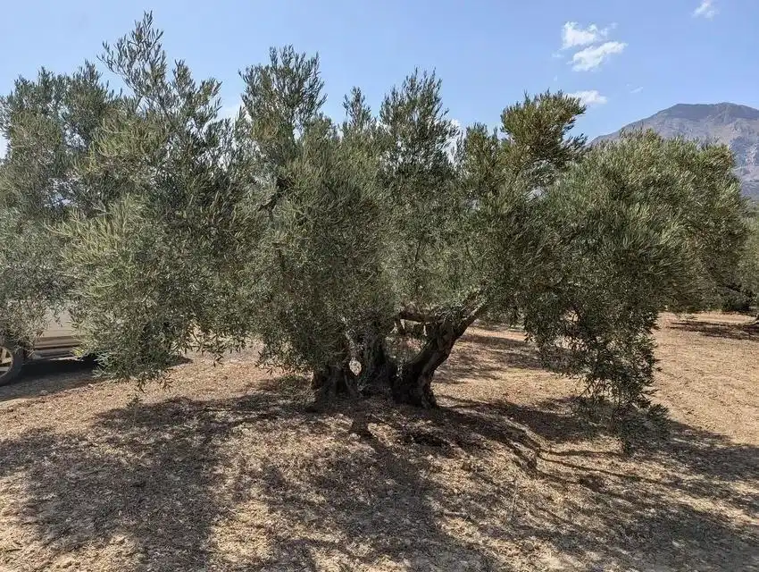 Terrenys i solars en venda a Zona de la Vega, imagen 5