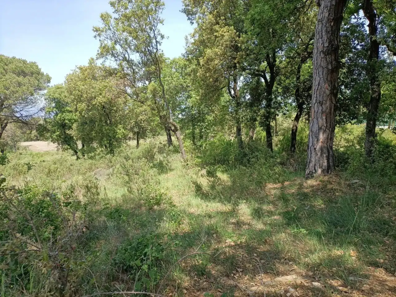 Residential land for sale in Seva, imagen 2