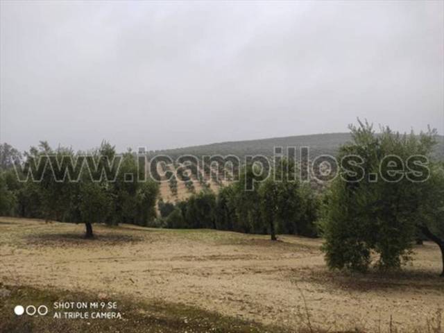 Terreno en Venta en TERMINO DE MONTILLA  en Montilla