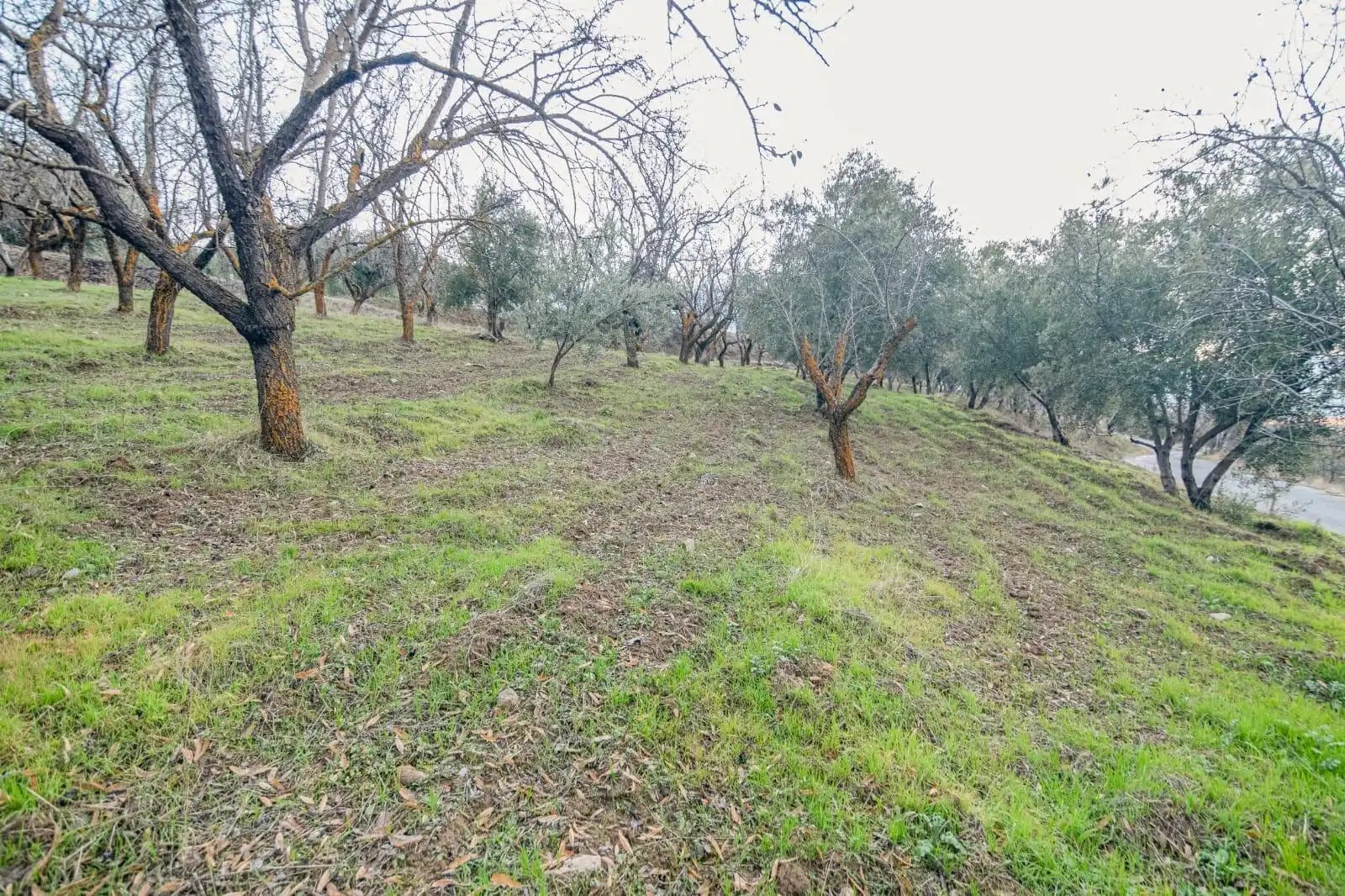 Lands and plots for sale in Autovia Pinos Genil, imagen 25