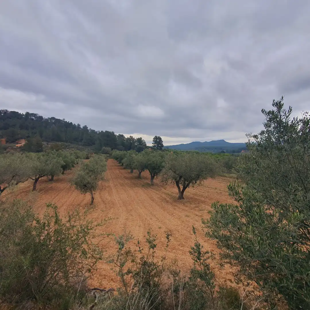 Rustikales Grundstück zum Verkauf in El Pinell de Brai, imagen 2