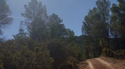 TERRENO RUSTICO EN REQUENA  8 HECTAREAS 80.000 METROS, imatge 2