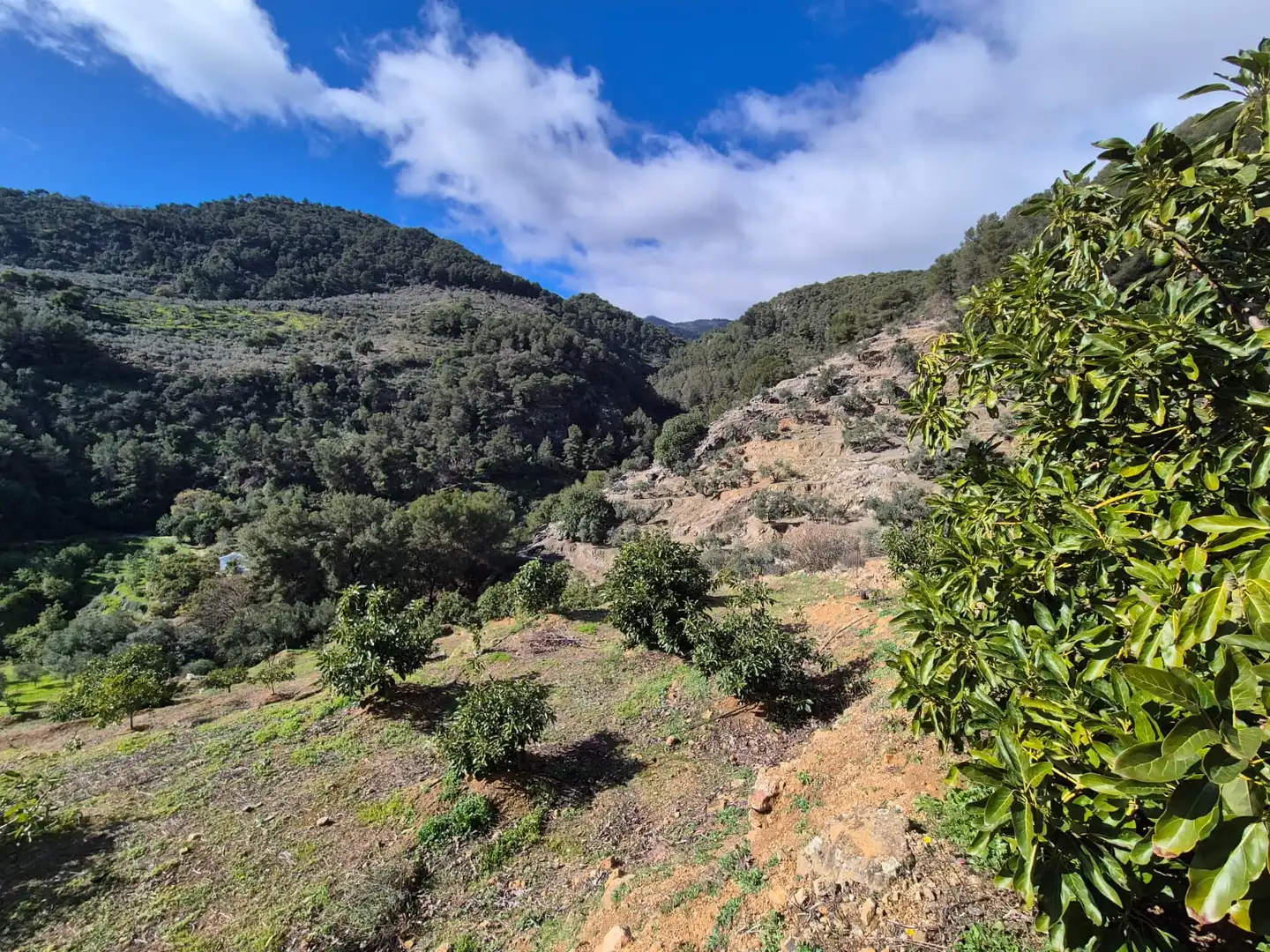 Finca rústica en venta en Yunquera