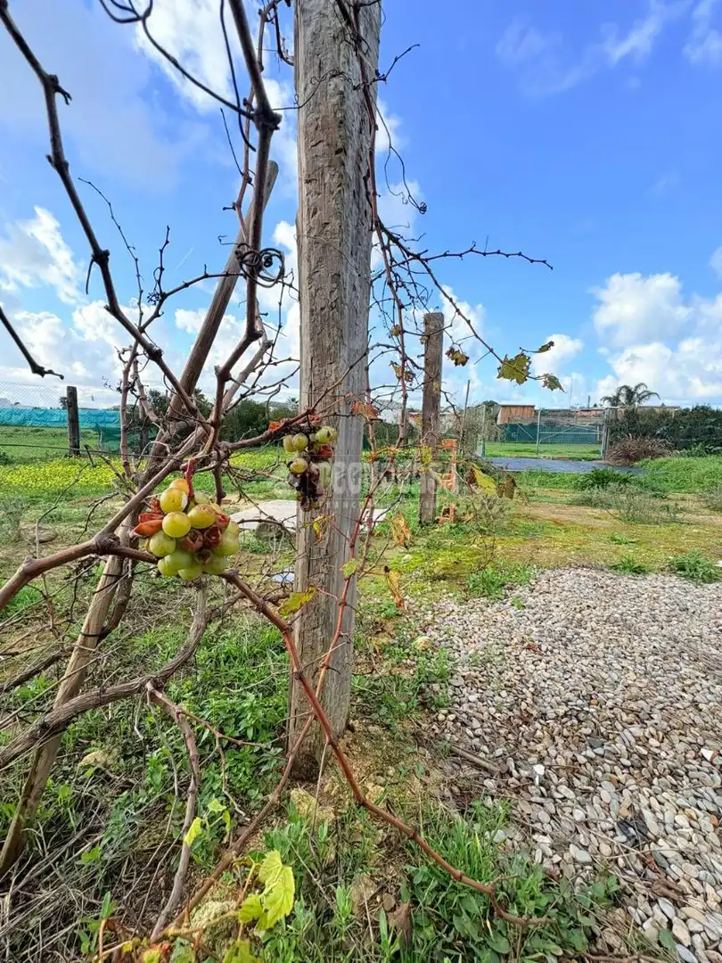 Finca rústica en venta en El Palmar