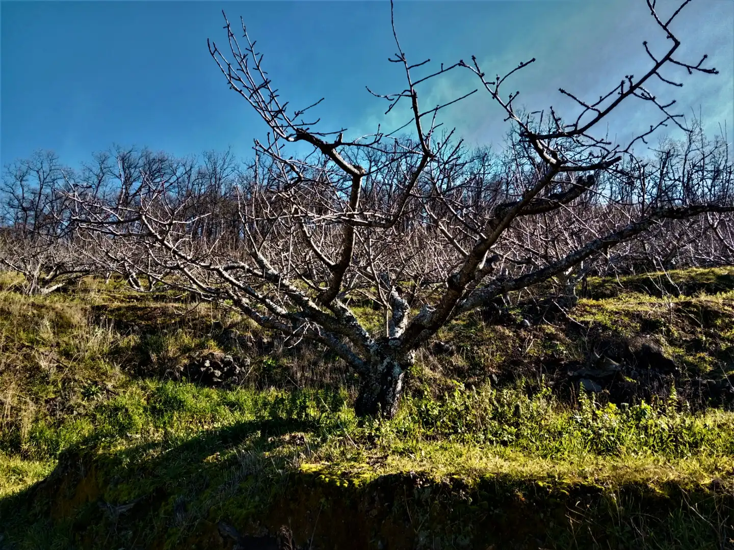Terreni e lotti in vendita a Barrado, imagen 7