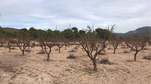 Finca rustica de regadío en venta en Sax