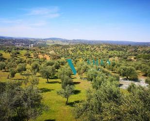 Land for sale in Olivares