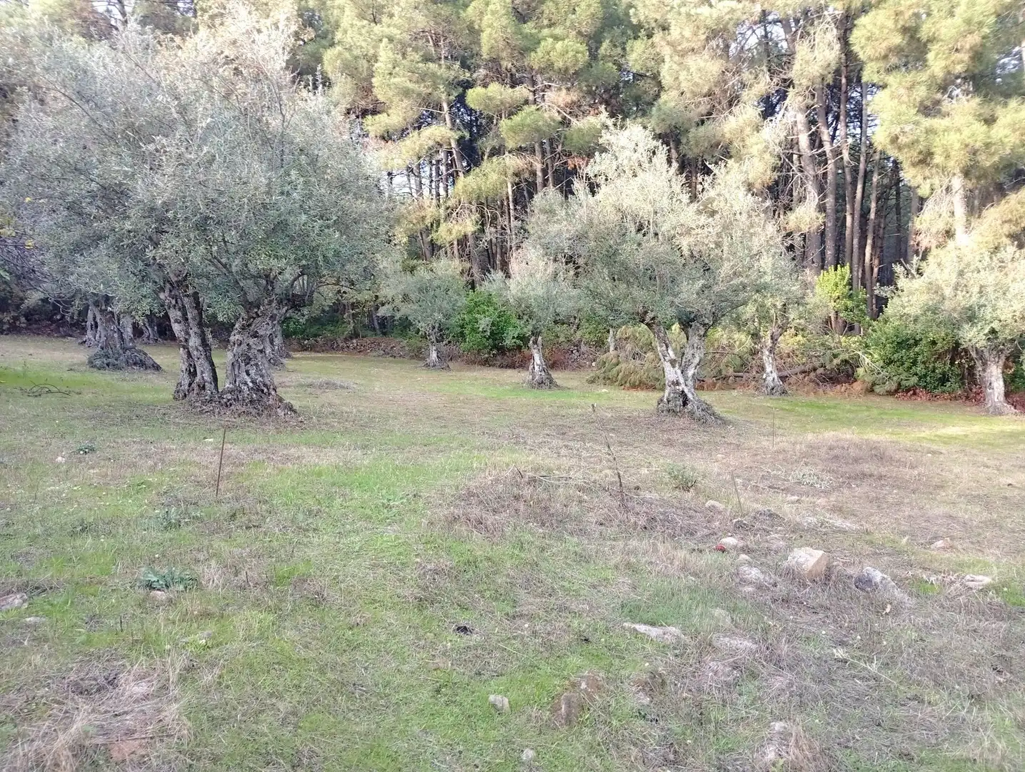 Terreni e lotti in vendita a Villanueva de la Vera, imagen 19