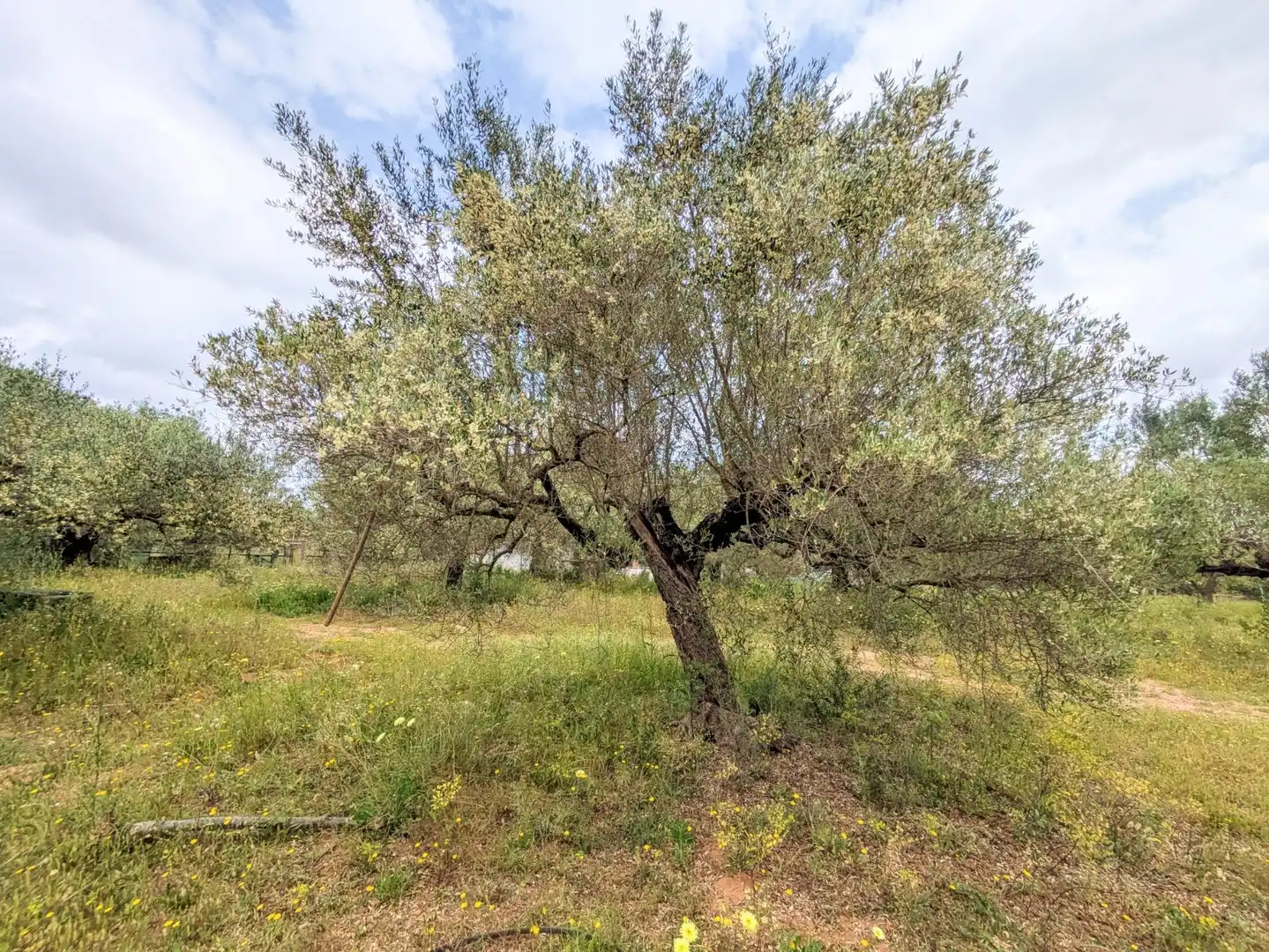 Finca rústica en venda en Amposta