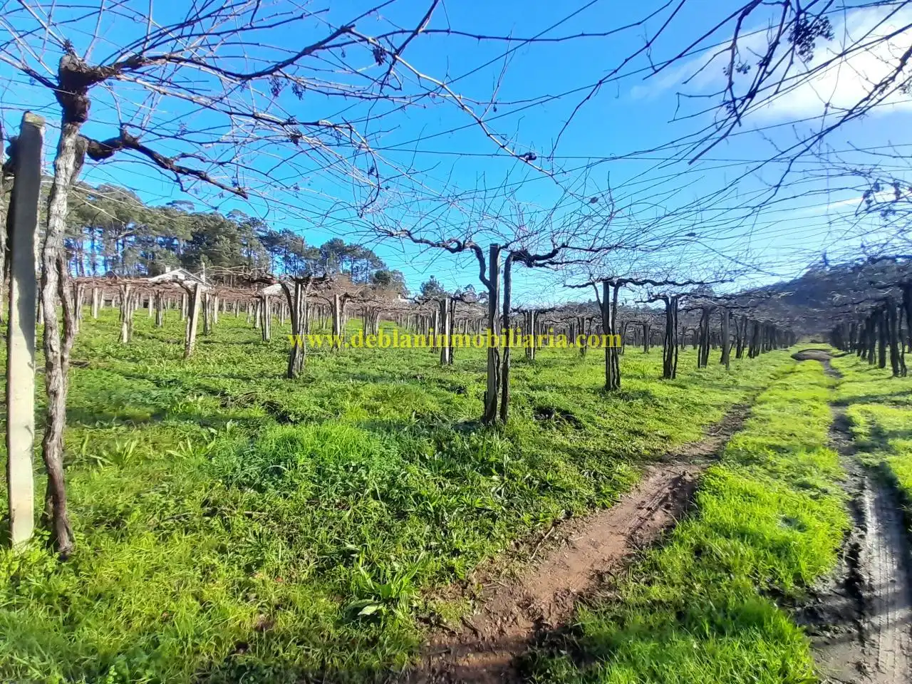 Rural land for sale in Tomiño