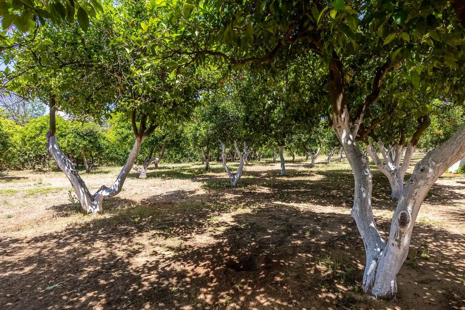 Jardín de Finca rústica en venta en Sanlúcar la Mayor con Calefacción, Jardín privado y Terraza
