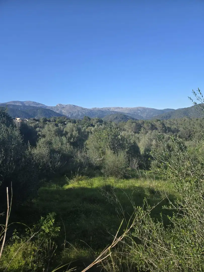 Wohnbaugrundstück zum Verkauf in Campanet