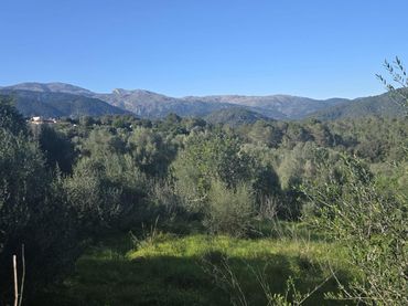 Wohnbaugrundstück zum Verkauf in Campanet