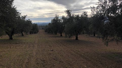 OLIVAR DE 60 FANEGAS ENTRE CABRA Y MONTURQUE, immagine 2