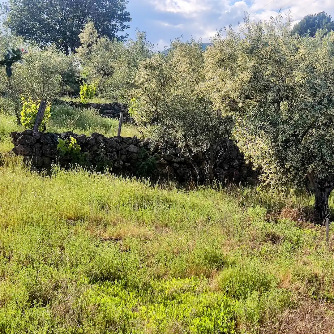 Terreni e lotti in vendita a Losar de la Vera, imagen 4