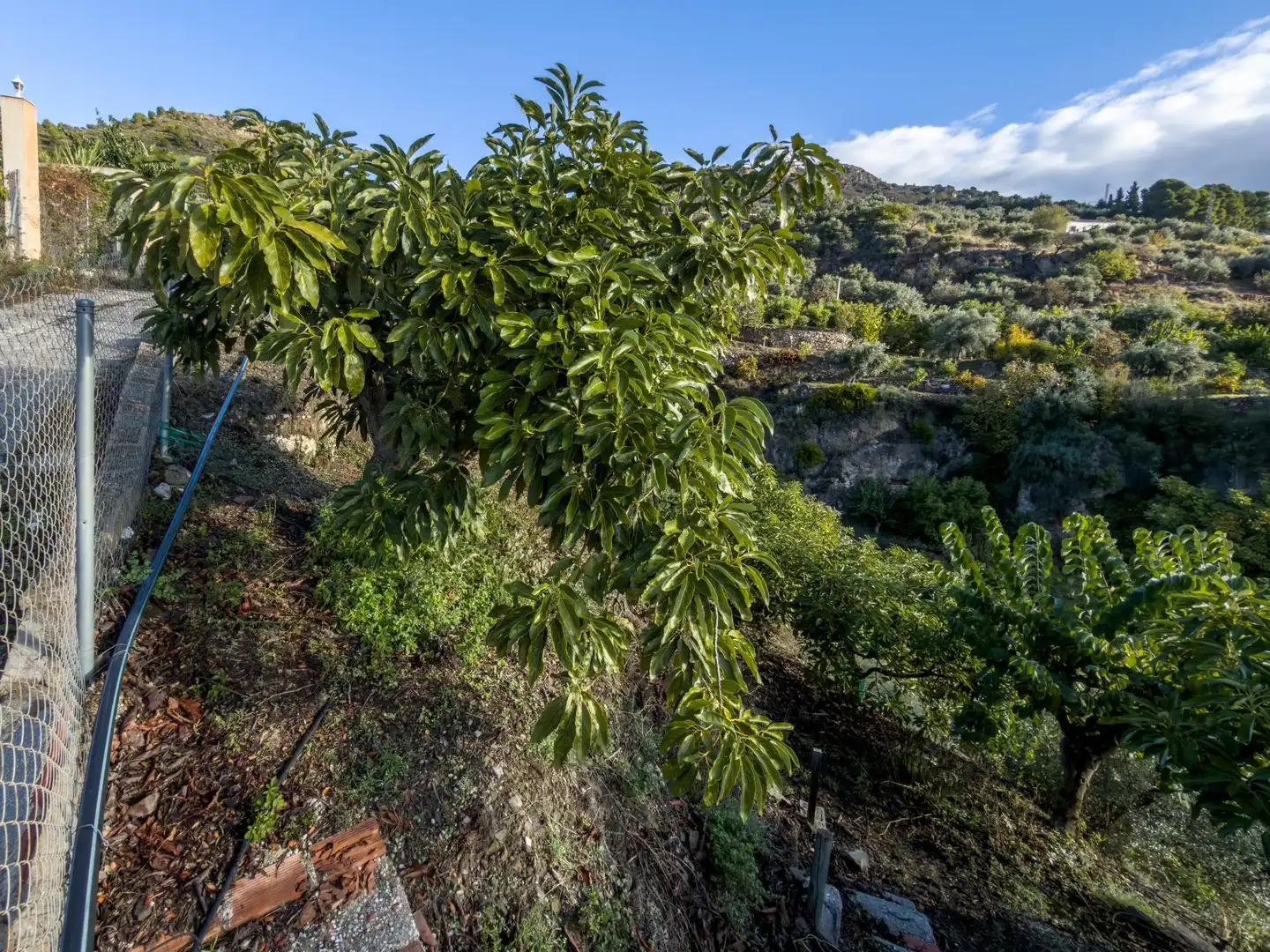 Jardí de Finca rústica en venda en Los Guájares amb Terrassa i Traster