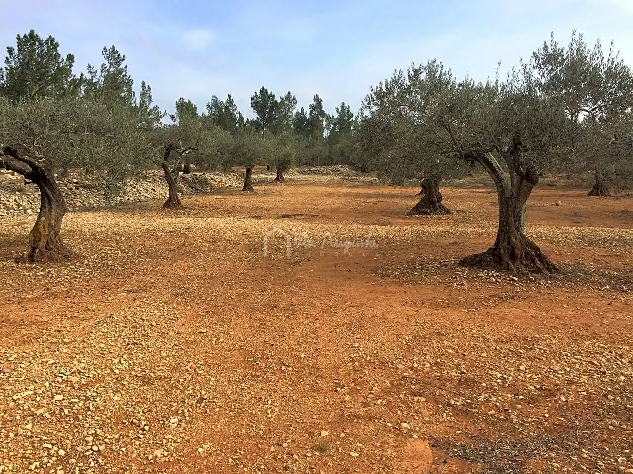 Terreno rustico in vendita a Burga, imagen 4