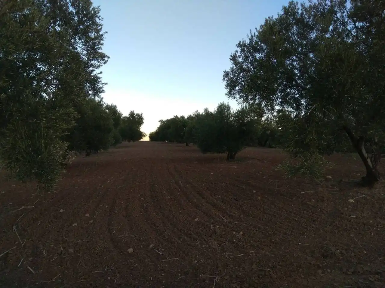 Terrain rustique à vendre à Baena, imagen 2