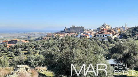 Olivar en Oropesa, immagine 4