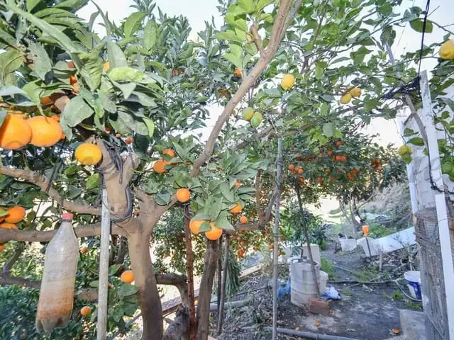 Terreni e lotti in vendita a Torrox Pueblo, imagen 26