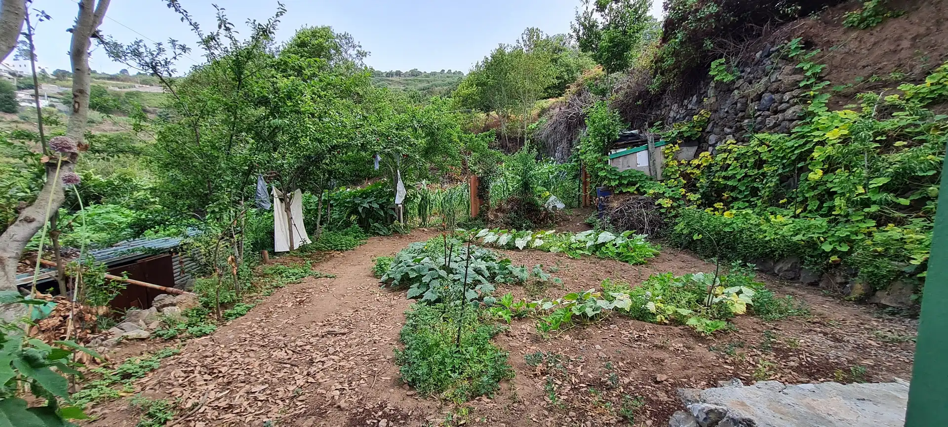 Finca rústica en venda a Icod de los Vinos pueblo