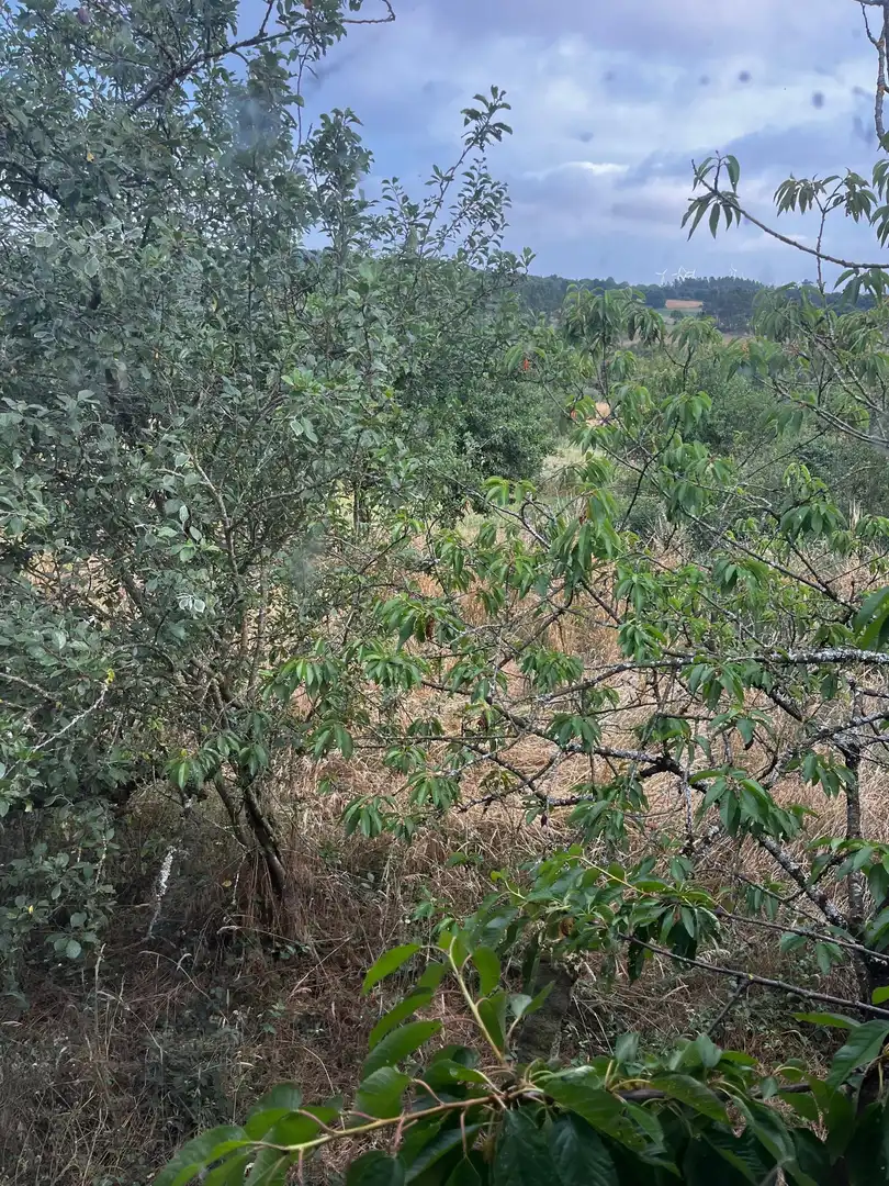 Finca rústica en venta en Rodeiro