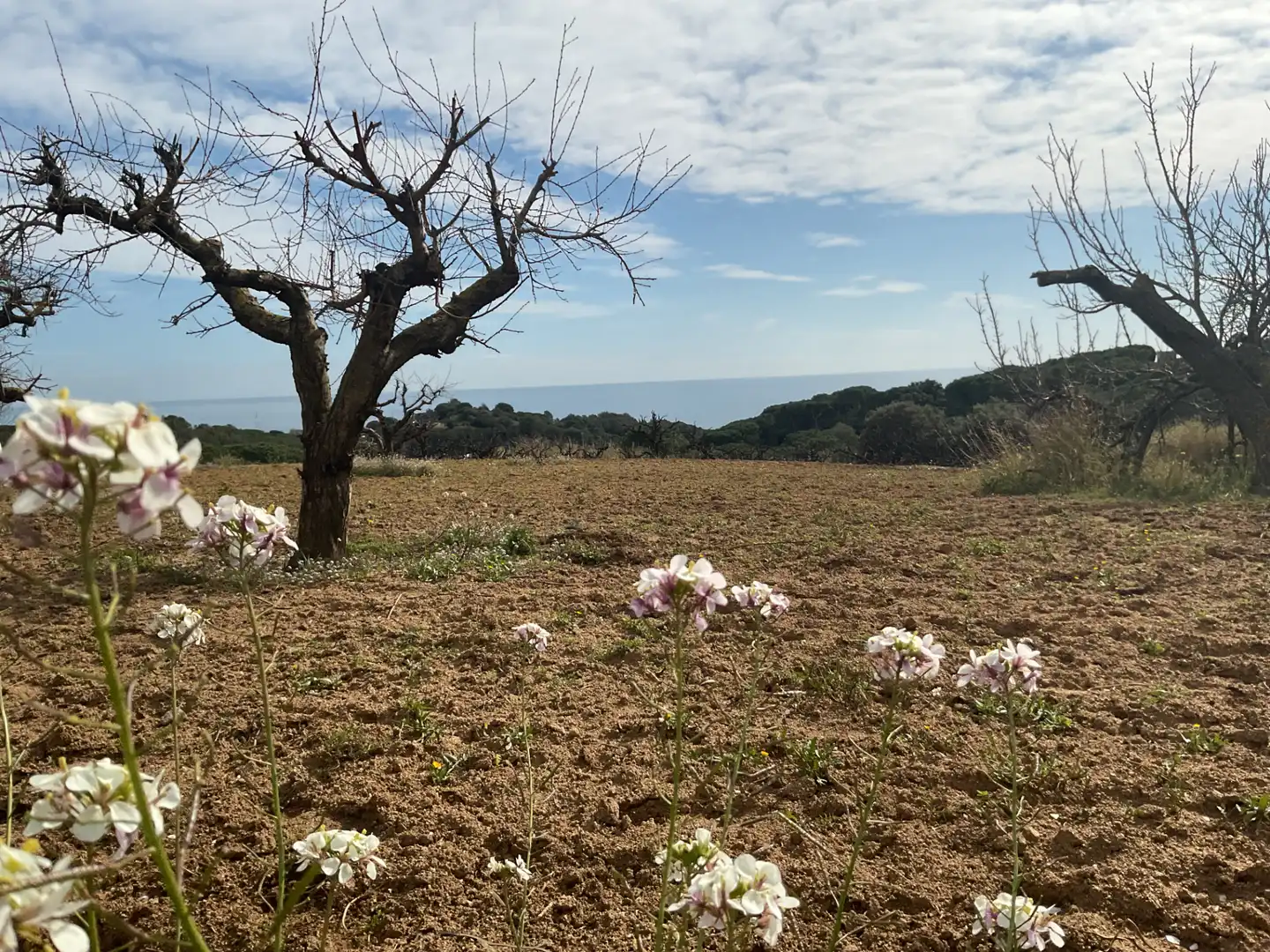 Terrain rustique à vendre à Arenys de Munt, imagen 12