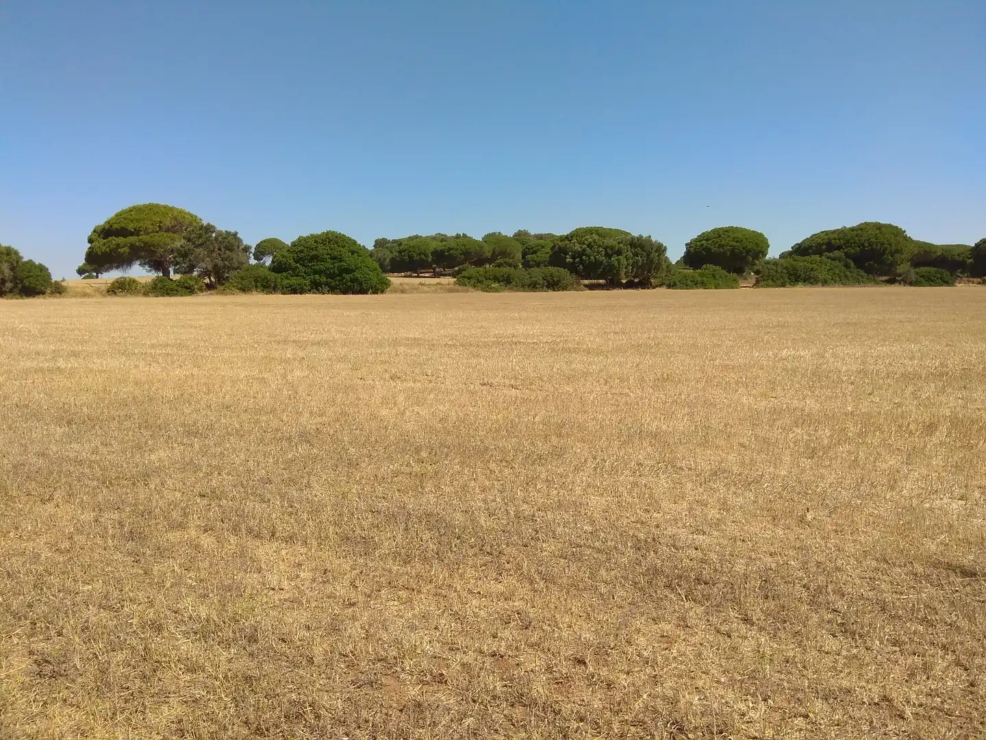 Terreno rustico in vendita a Puntales - Zona Franca, imagen 3