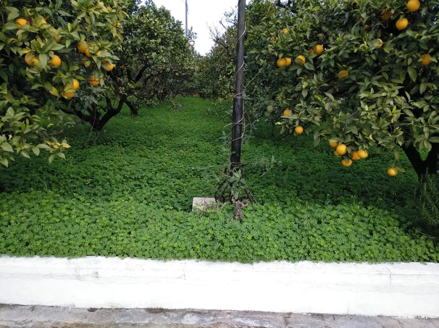 Villa con piscina in vendita a Urbanitzacions i Pedanies Nord, imagen 56