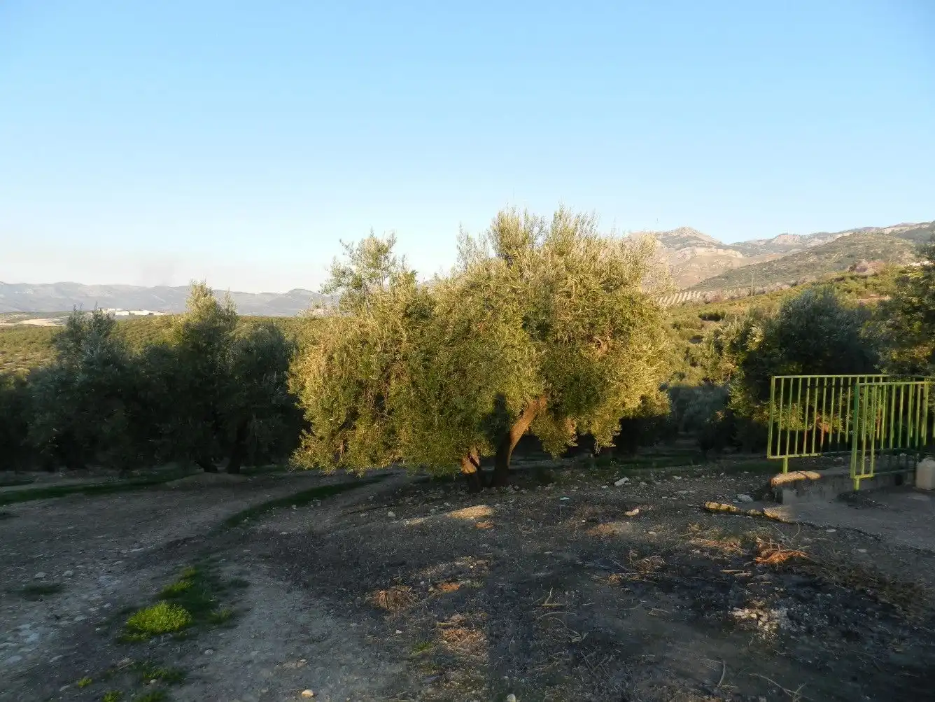 Terreni e lotti in vendita a Villanueva de la Reina, imagen 5