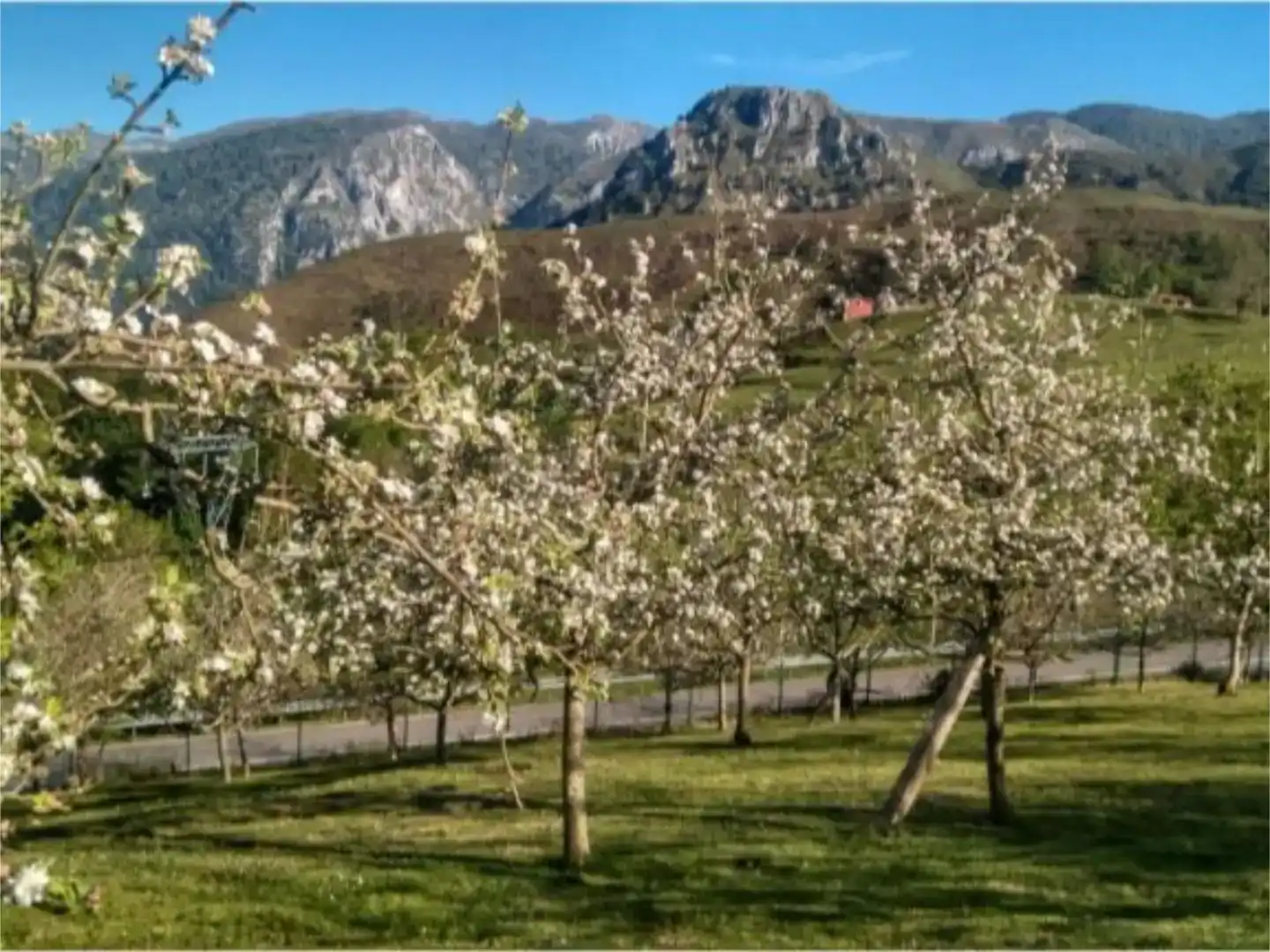 Vista exterior de Finca rústica en venda en Peñamellera Alta