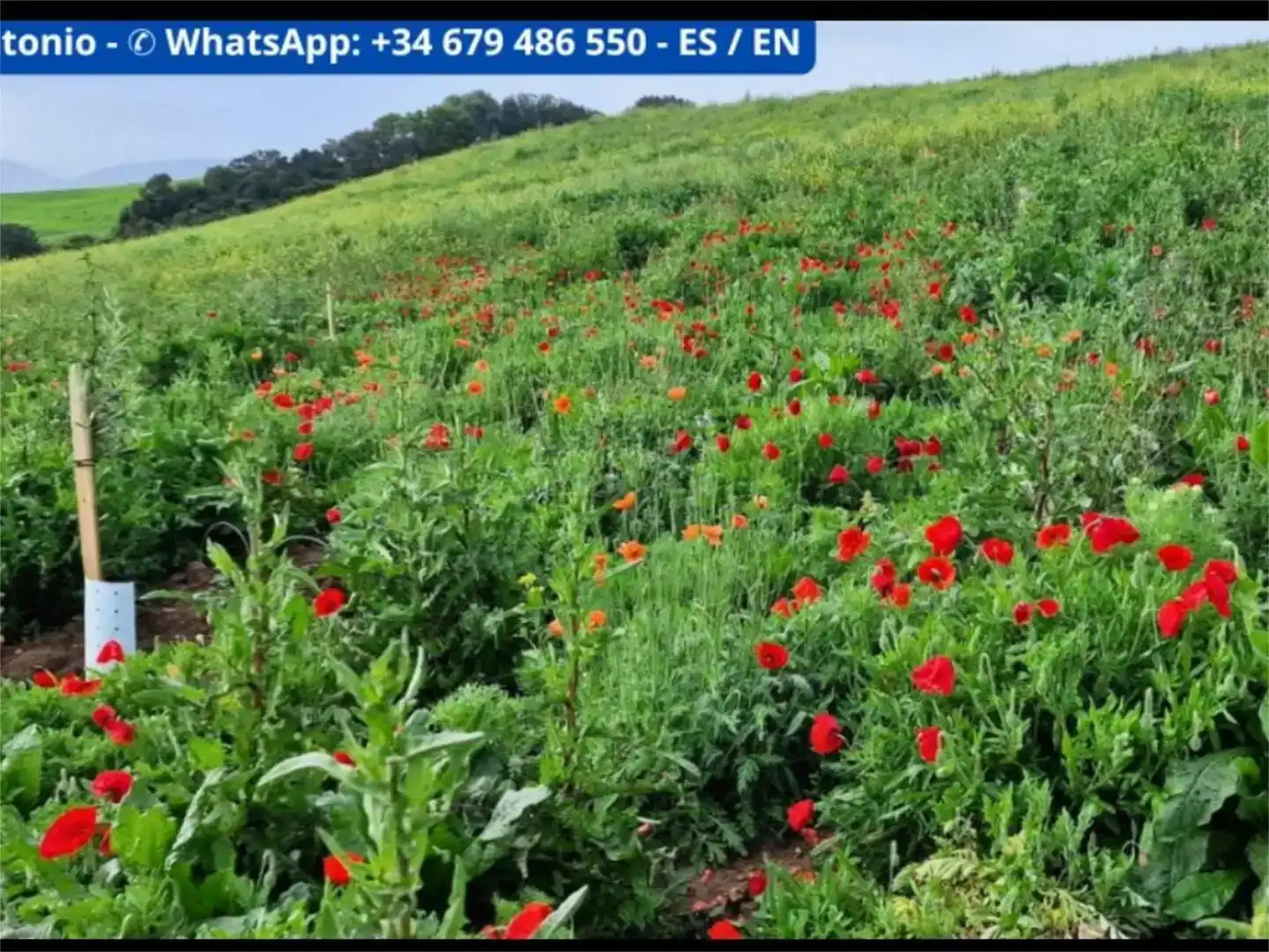 Apartament en venda en Arcos de la Frontera