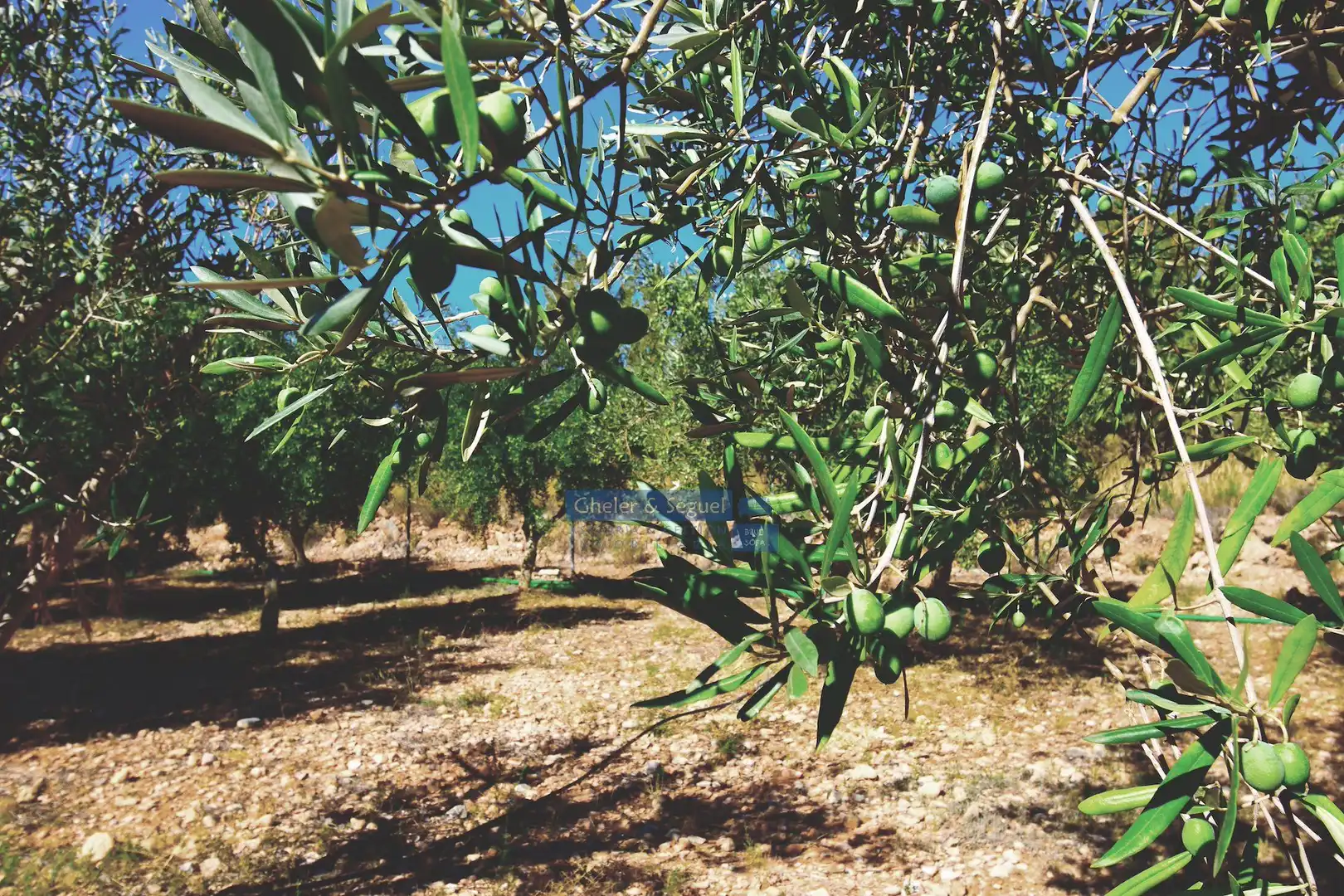 Jardí de Finca rústica en venda en Llíria