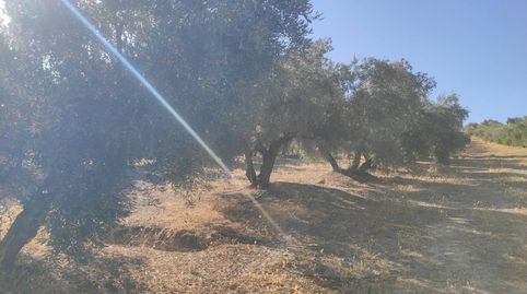 6,30 FANEGAS DE RIEGO, immagine 2
